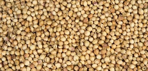 Organic Superior Quality Coriander Seed