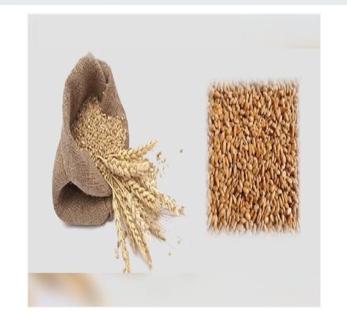 Natural Taste and Healthy Wheat Seeds