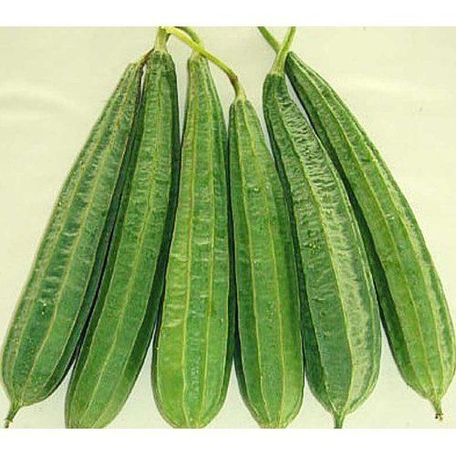 No Preservatives High Proteins and Vitamin Healthy Green Fresh Ridge Gourd