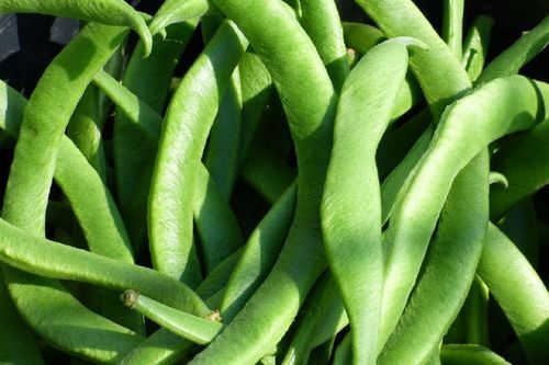 Fine Natural Taste Healthy Green Fresh Runner Beans Packed in Net Bag