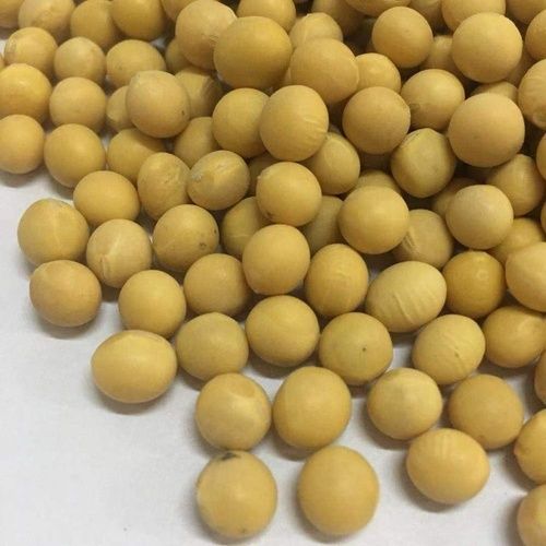 Highly Pure Soybean Seeds