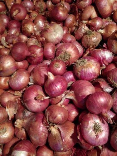 A Grade Red Premium Onion