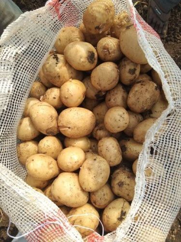 Fresh Premium Pukhraj Potato
