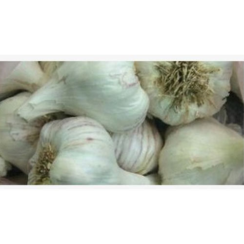 Indian Conventional White Garlic