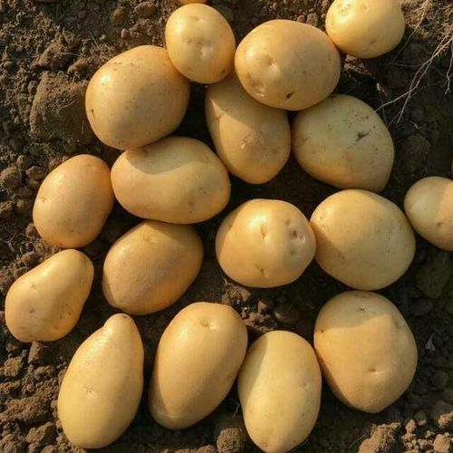 Pesticides Free Organic Potato