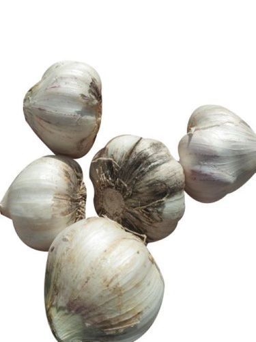 Round White Color Premium Ooty Garlic