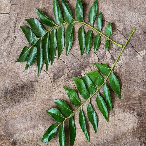 Good Fragrance Natural Taste Healthy Organic Green Curry Leaves Grade: Food Grade