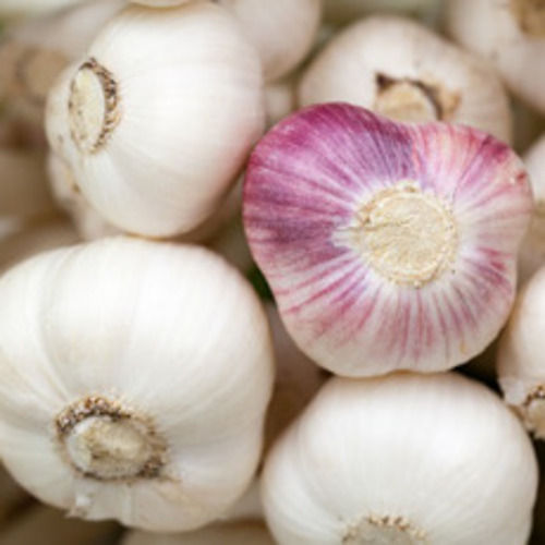 Rich In Taste Natural Healthy Organic Fresh White Garlic