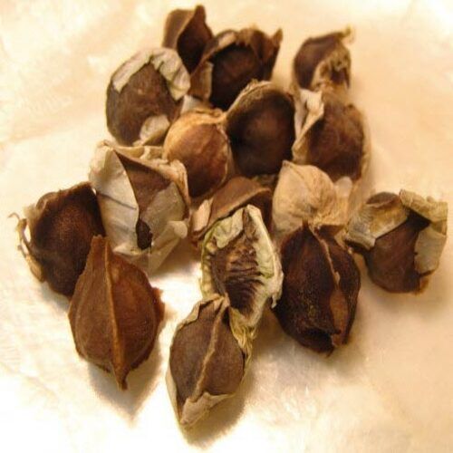 Eco-Friendly Floury Texture Natural Dried Organic Drumstick Seeds Grade: Food Grade