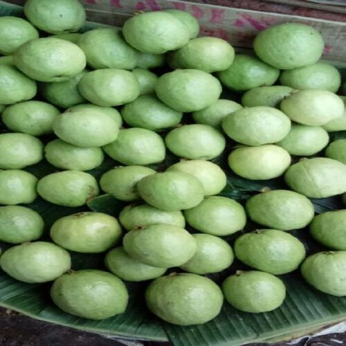 Excellent Quality Natural Sweet Healthy Fresh Green Guava