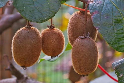 Brown Organic And Greenhouse Kiwi Fruit