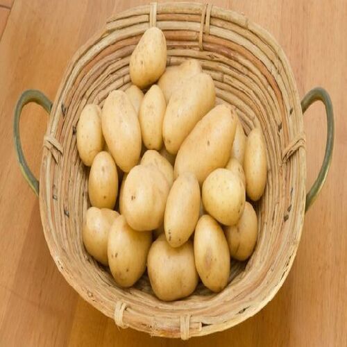 Maturity 100% Mild Flavor Natural Taste Healthy Organic Fresh Potato