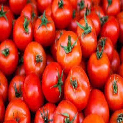 Natural Taste Maturity 100% Healthy Organic Red Fresh Tomato