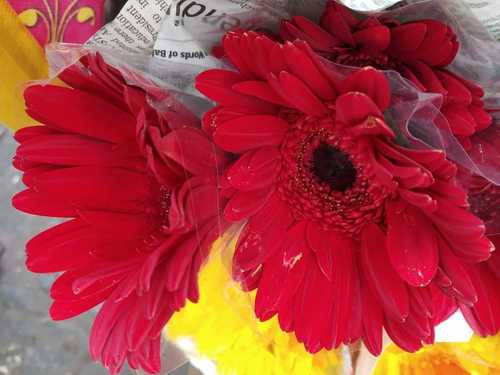 Red Gerbera Flower For Decoration Purpose