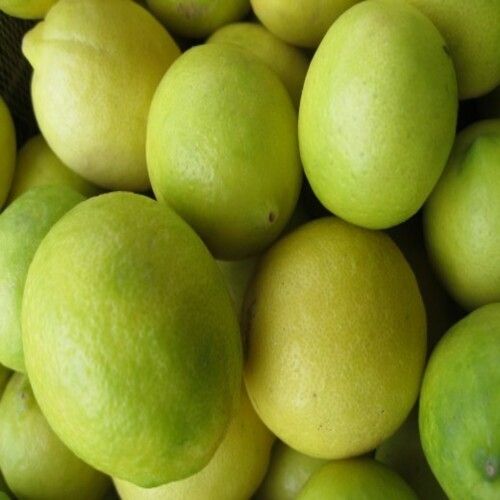Sour Natural Taste Easy To Digest Healthy Fresh Lemon