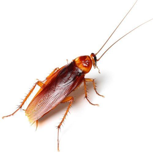 Cockroaches Pest Control Services