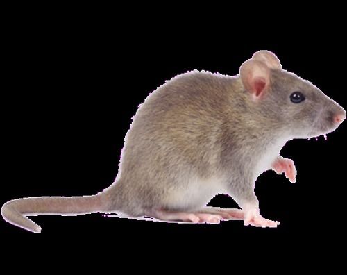 Commercial Pestico Rodent Control Services