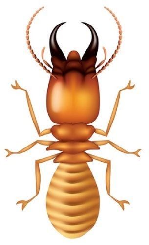 Home Pestico Termite Pest Control Services Cas No: 5470-11-1