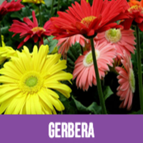 Attractive Aromatic Colofrul Soft Natural Fresh Gerbera Flower