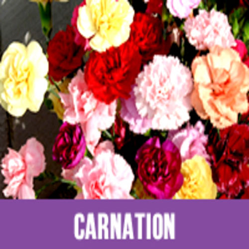 Colorful Pattern Attractive Natural Fresh Soft Carnations Flower