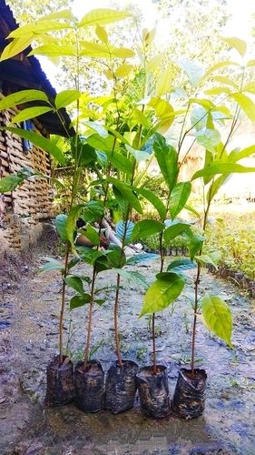 FAST GROWTH MAHOGANY PLANT