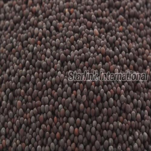 Moisture 5% Purity 99.95% Healthy Dried Natural Brown Mustard Seeds