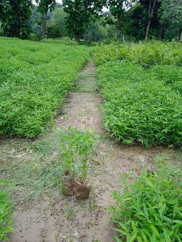 Natural Green Color Bamboo Plant