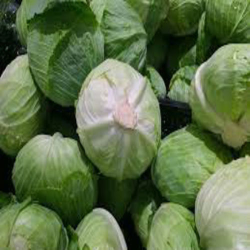 Round & Oval Vitamin A 1% Vitamin C 60% Iron 2% No Preservatives Natural Taste Healthy Organic Green Fresh Cabbage