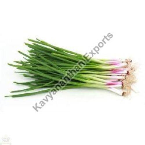 Fresh Spring Onion for Cooking