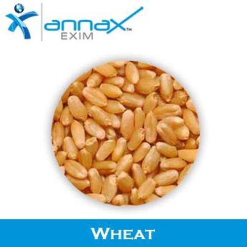 Long Shelf Life Healthy Natural Taste Dried Brown Wheat Seeds