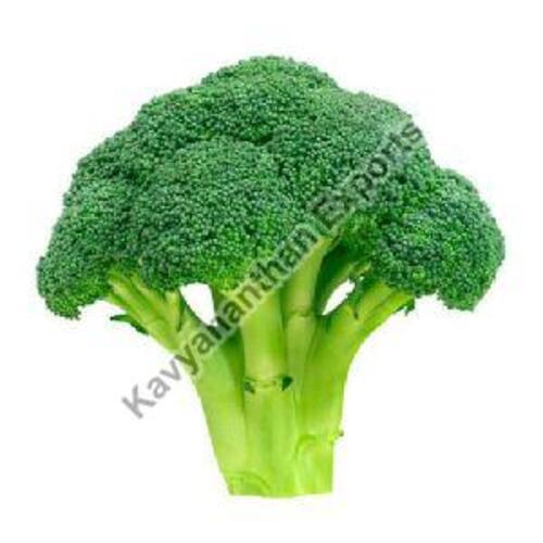 Natural Fresh Broccoli for Cooking