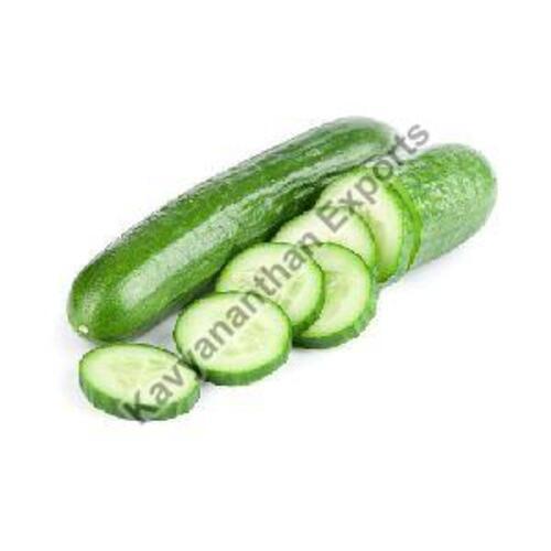 Natural Fresh Cucumber For Food Preserving Compound: Cool & Dry Places