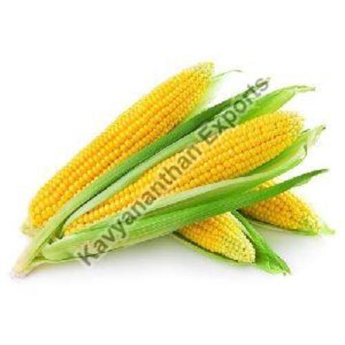 Natural Fresh Maize for Food