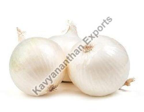Natural White Onion for Cooking