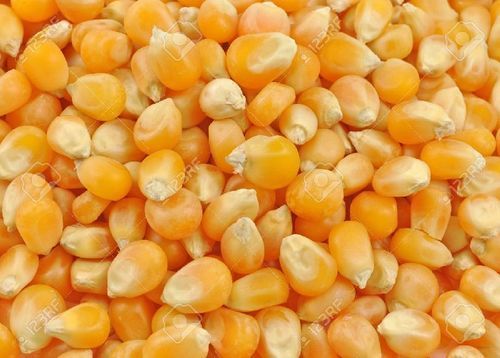 Purity 99% Maturity 100% Natural Healthy Dried Yellow Maize Seeds