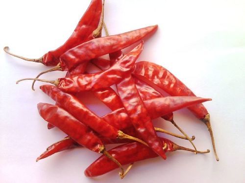 Spicy Taste Moisture 10-15% Healthy Dried Guntur Red Chilli