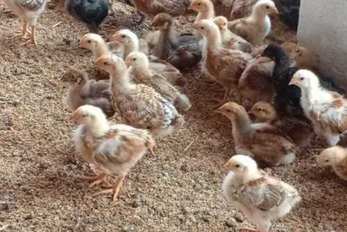 Natural Chicken Chicks For Farming