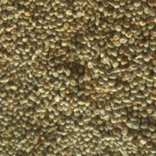 Energy 300Kcal Moisture 12% Good Taste Natural Healthy Dried Green Millet Seeds