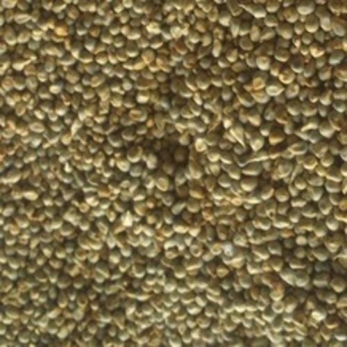 Common Energy 300Kcal Moisture 12% Good Taste Natural Healthy Dried Green Millet Seeds