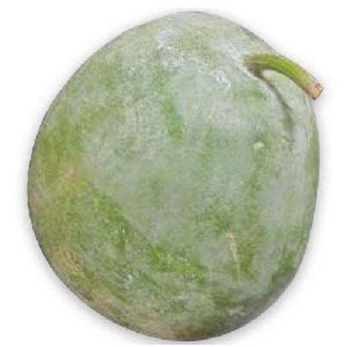 Natural Fresh Ash Gourd for Cooking