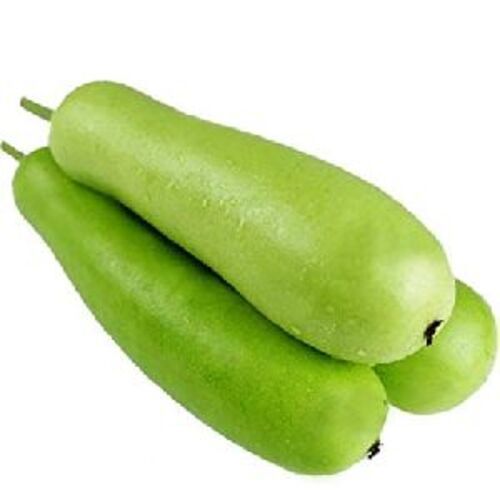 Natural Fresh Green Bottle Gourd for Cooking