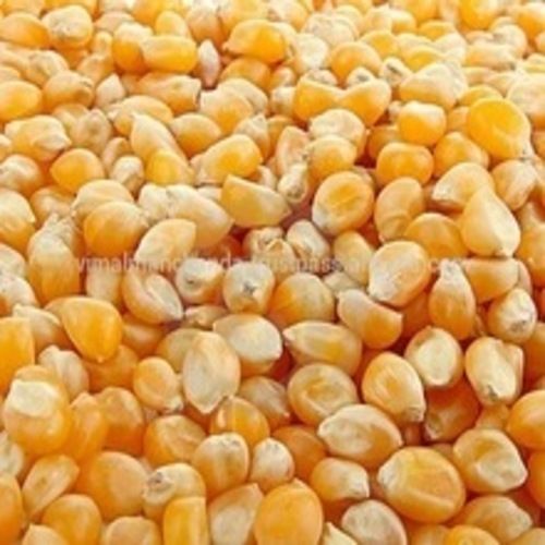 Protein 8% Damaged Grains 1.5% Healthy Natural Dried Yellow Maize Seeds Admixture (%): 1.5 % Max