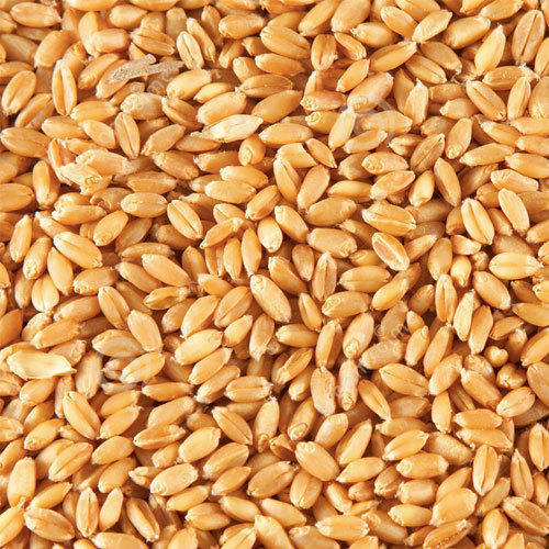Gluten Free Healthy Natural Taste Organic Brown Wheat Seeds