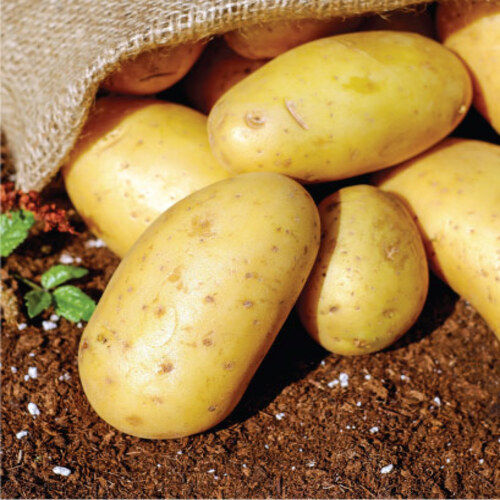 Good In Taste Mild Flavor Healthy Organic Fresh Potato