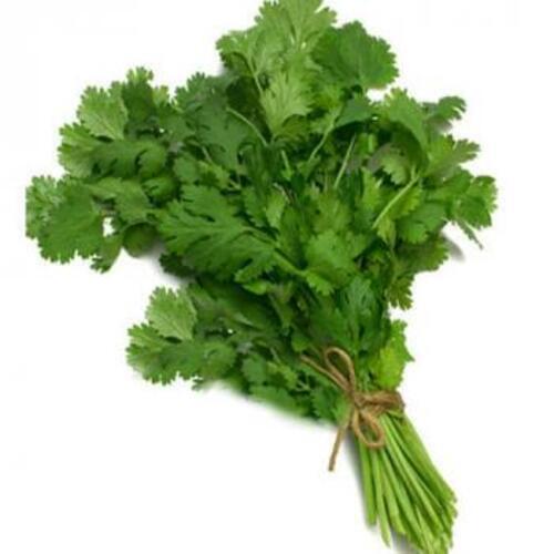Natural Fresh Coriander Leaves for Cooking