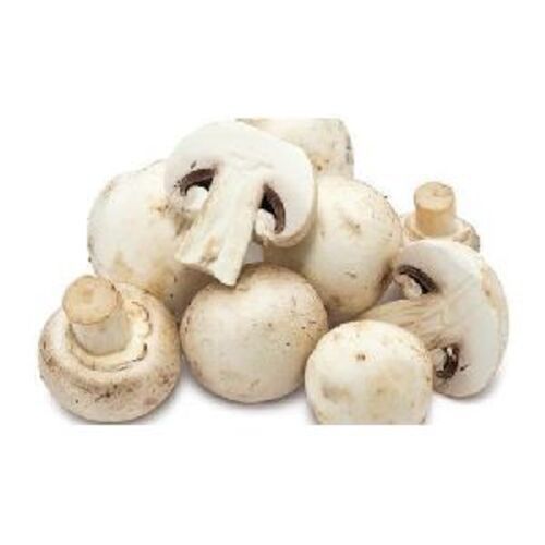 Natural Fresh Mushroom for Cooking