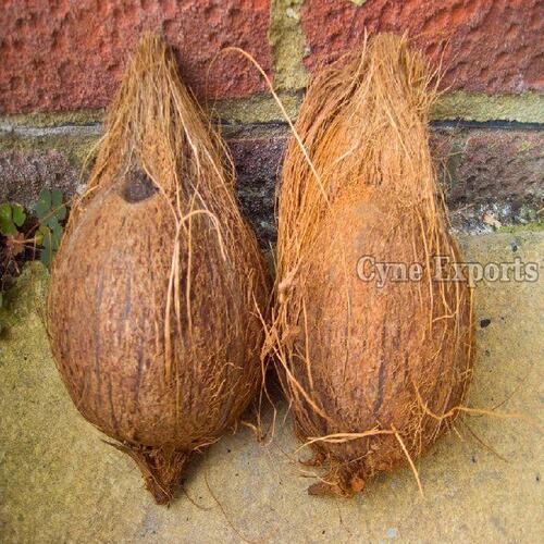 Fresh Healthy and Natural Taste Brown Semi Husked Coconut