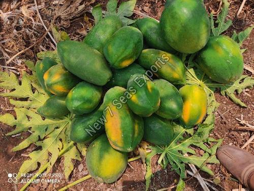 Fresh Raw Green Papaya, High Grade Quality Origin: India