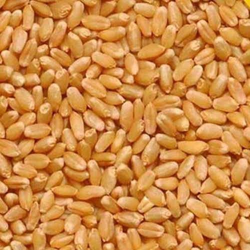 High Quality Healthy Natural Taste Dried Brown Organic Wheat Seeds