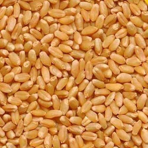 High Quality Healthy Natural Taste Dried Brown Organic Wheat Seeds Grade: Food Grade